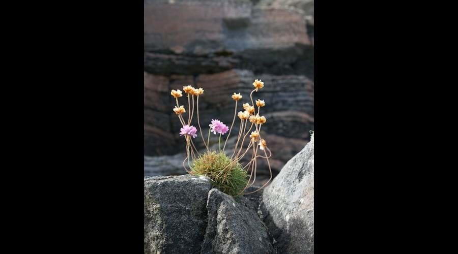 Wild flowers, Little Bernera