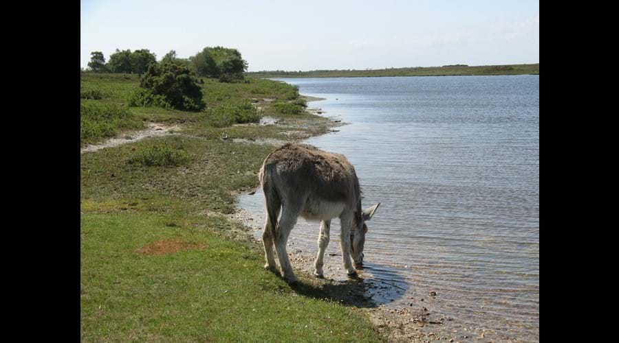 Donkey at Hatchet Pond