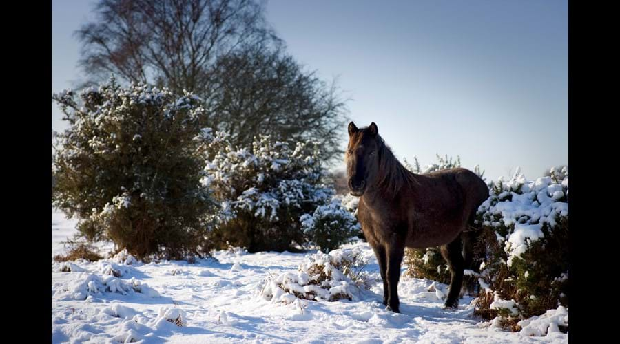 Crisp winter walks in the forest