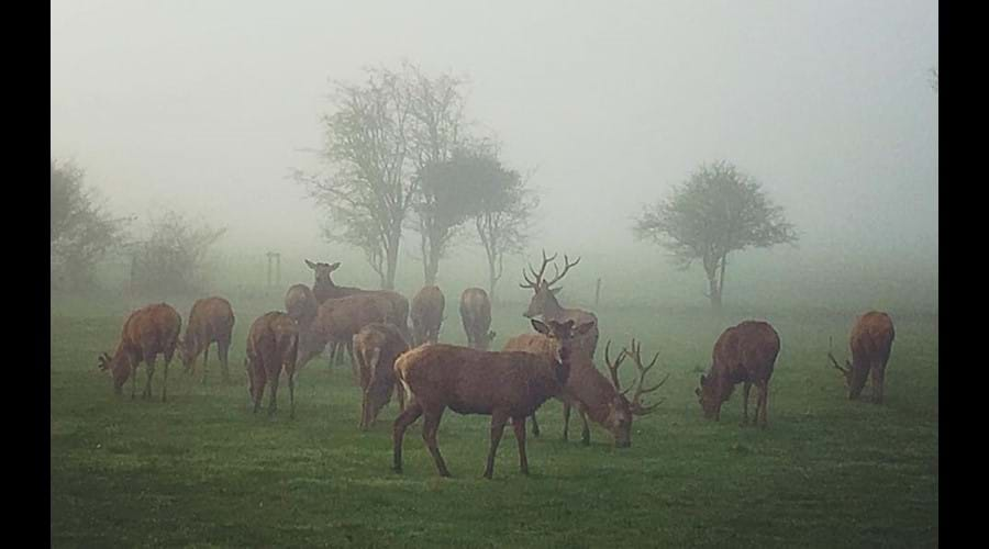 DEER IN THE MIST IN APRIL