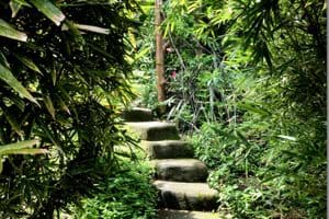 One of the many stairs in the garden, linking the former rice terraces