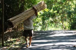 Een dorpsgenoot opweg met zijn bamboe-oogst