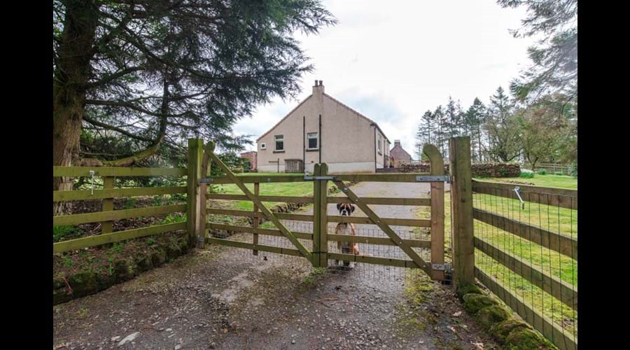 Fenced garden for dogs
