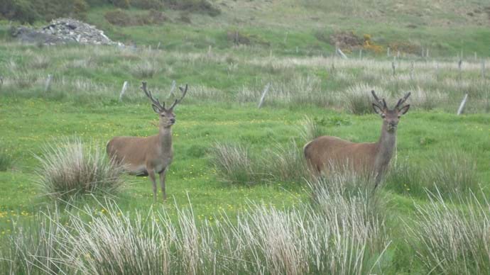 Stag in neighbouring croft.