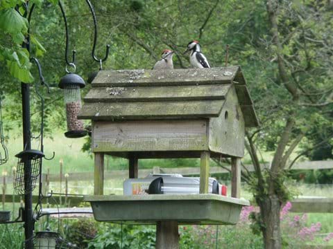 Resident Mother feeding baby Woodpecker