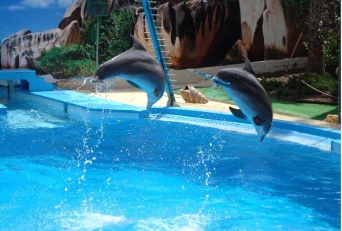Zoomarine Dolphins