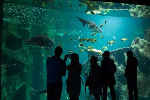Aquarium, La Rochelle