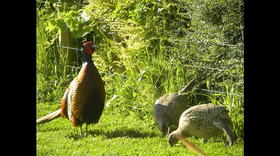 Regular garden visitors