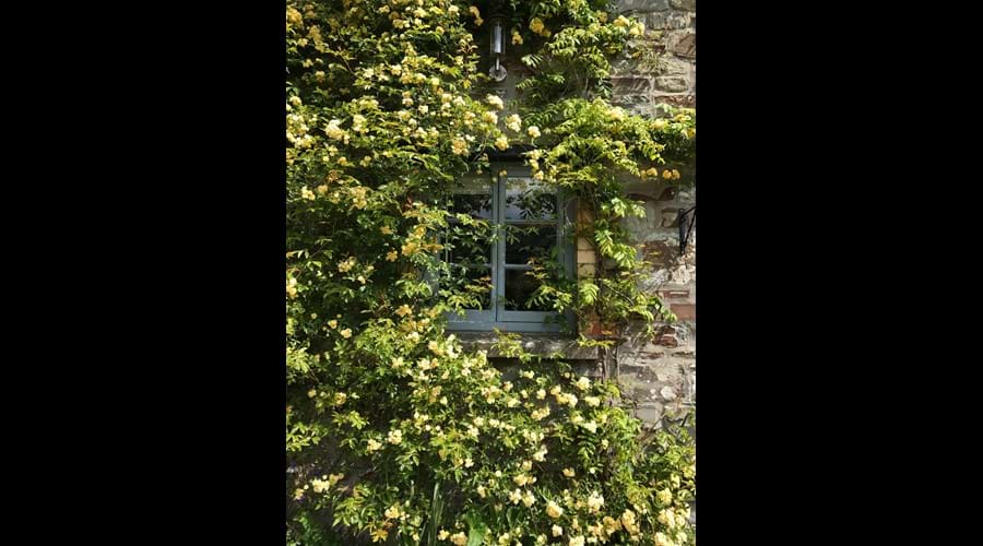 Roses around The Shippon