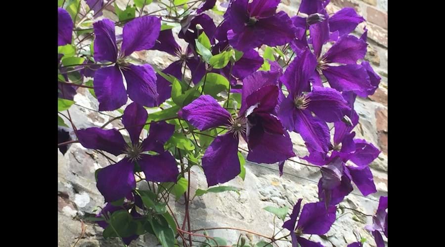 Clemetis in full bloom