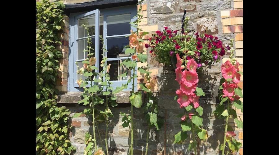 Summer blooms