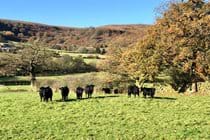 Dexter cattle enjoying the autumn sunshine with views across the valley from Low Crossett