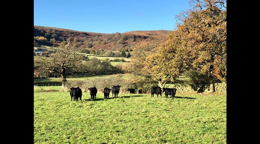 Dexter cattle enjoying the autumn sunshine with views across the valley from Low Crossett
