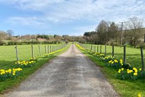 Our private driveway lined with beautiful daffodils 