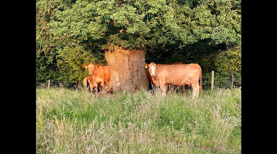Stabiliser cows and calves taking shade under one of the ancient trees planted over 700 years ago by the monks from Rievaulx Abbey