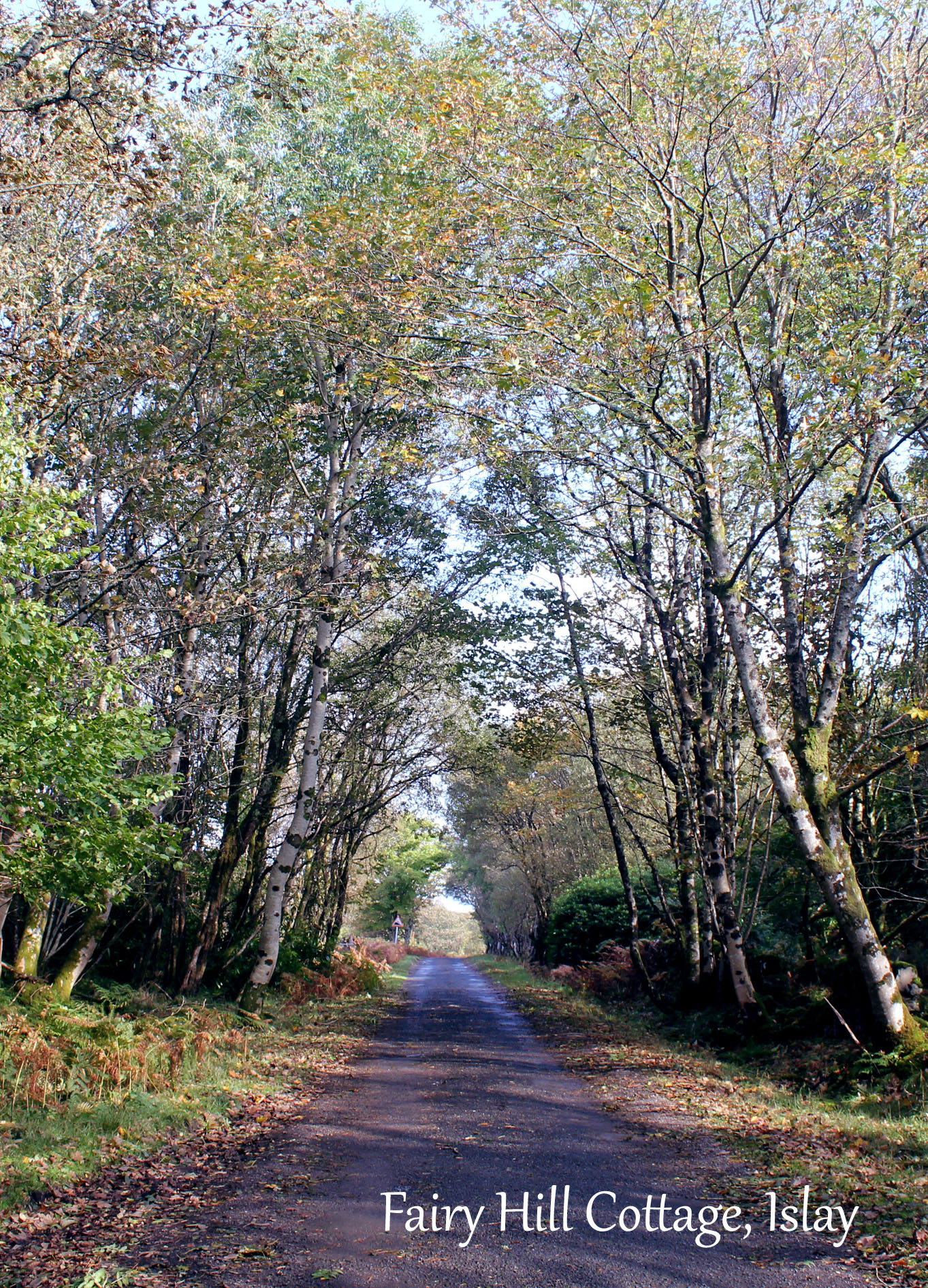 The single track road which takes you to Fairy Hill Cottage. Autumn