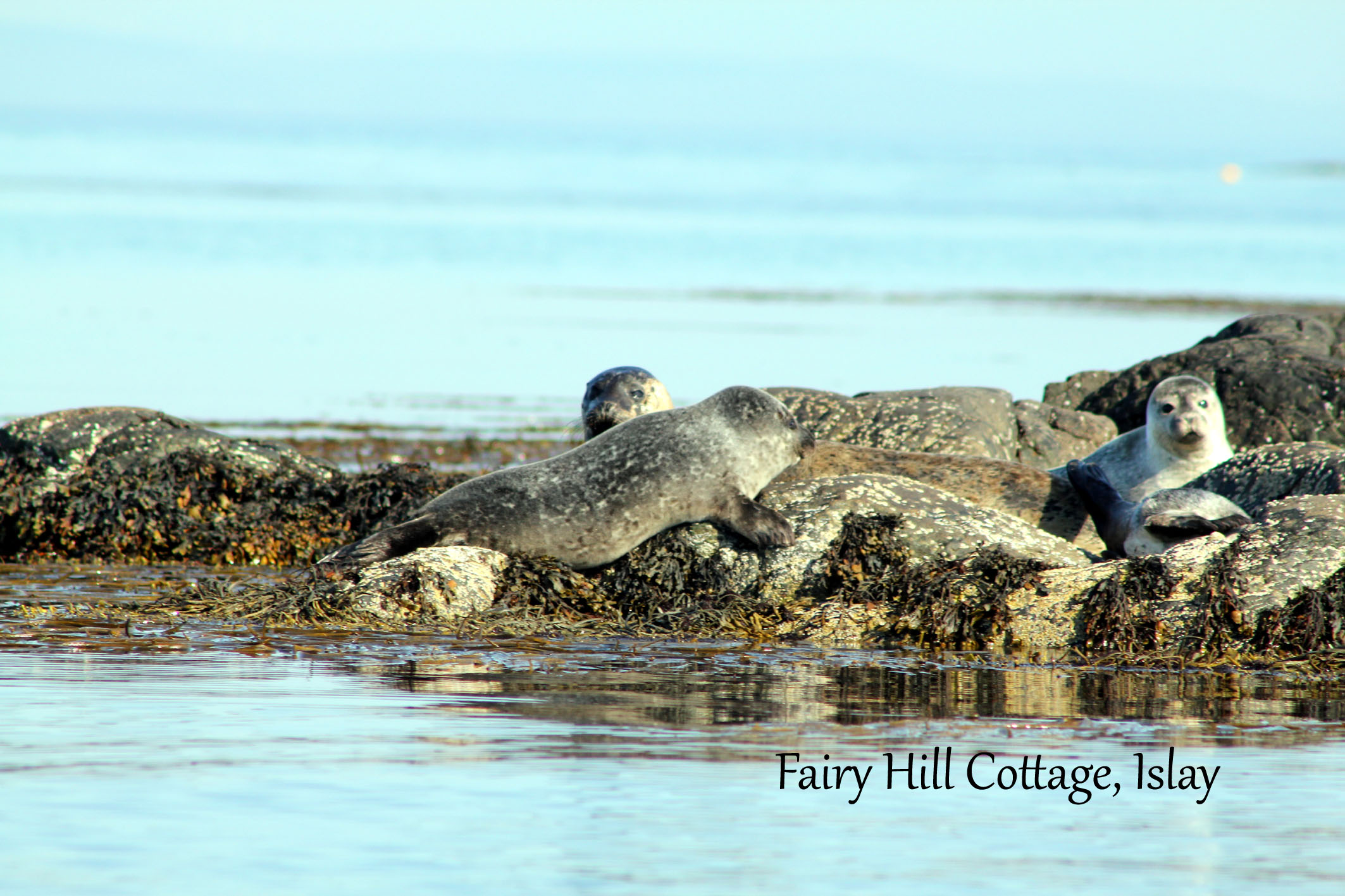 Islay is home to common seals (harbour seals) and Grey seals. Seals can be seen sunbathing on the rocks around the island