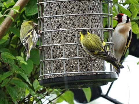 2 Siskins and a Gold finch