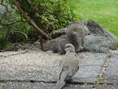 Squirrel and Collared dove sharing the fallen seed
