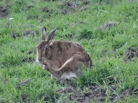 Hare having a clean up in the field