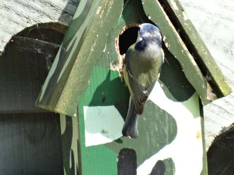 Blue tit in the nest box above the garage