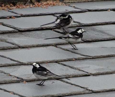 Pied wagtails on Bach roof