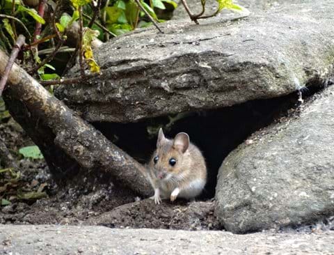 woodmouse under the stones by the seed feeder