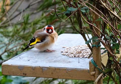 chubby Gold Finch