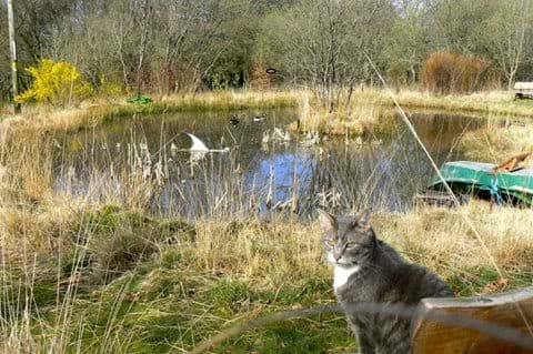 Misch by the woodland pond