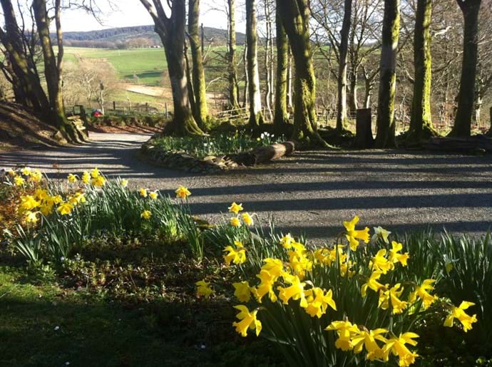Daffodils above the car park