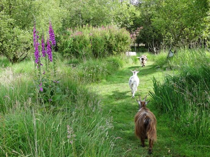 3 pygmy goats following one of the woodland paths