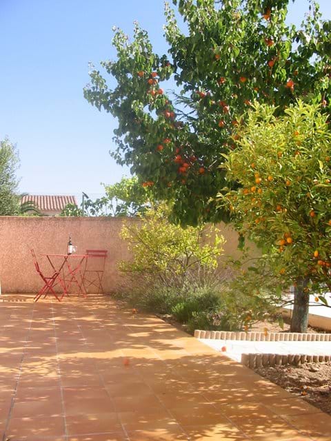 Terrasse ensoleillée et les abricots et les kumquats mûrs dans le jardin