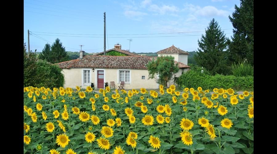 Gite La Fleurette - surrounded by sunflowers summer 2015
