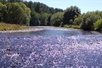 Relax down by the river