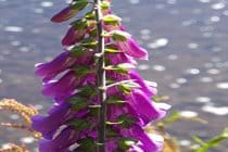 Flowers down by the river