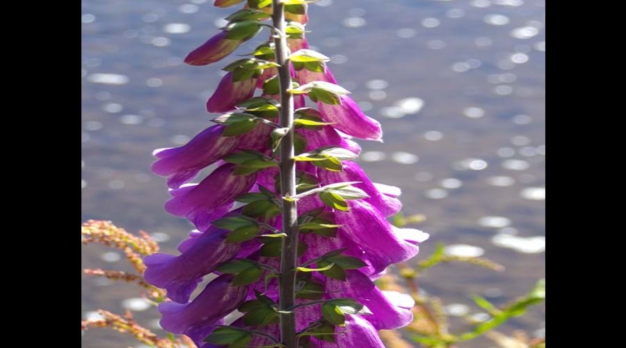 Flowers down by the river