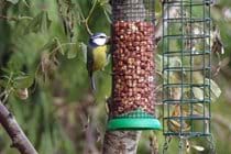 Spot some wildlife in the garden