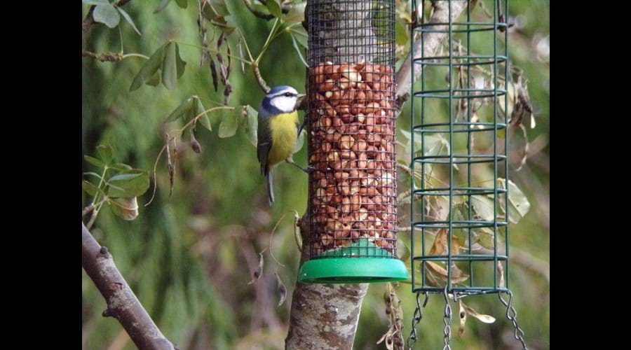 Spot some wildlife in the garden
