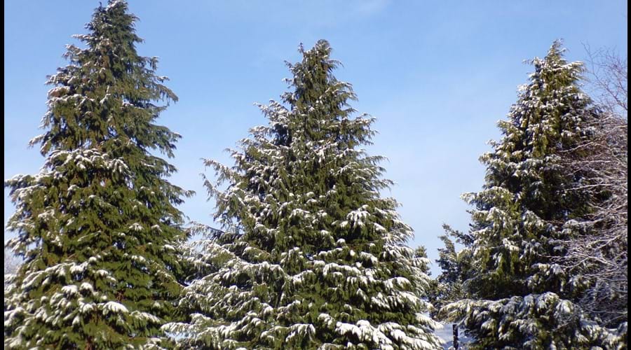 Winter Wonderland