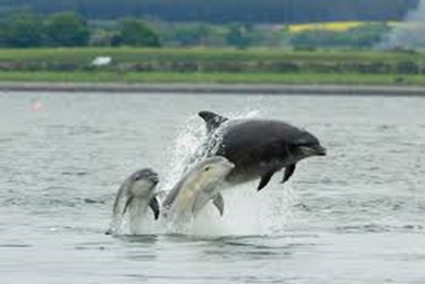 The Dolphins at Chanonry point