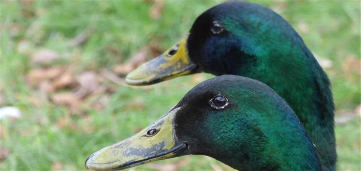 0, 71, 1170, 557, 960, 457