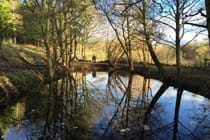Wildlife pond down by the river
