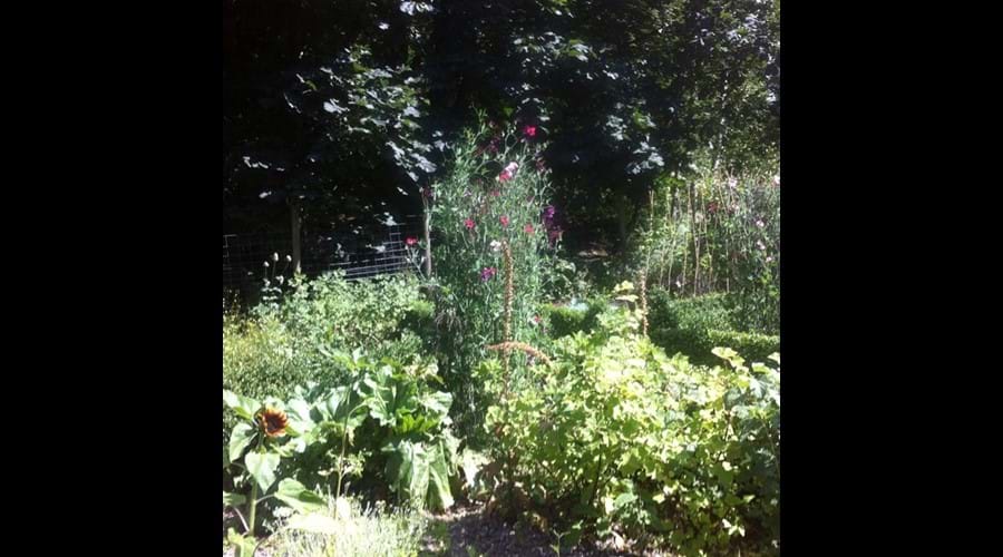 The 'Picking garden' at Eller How House.