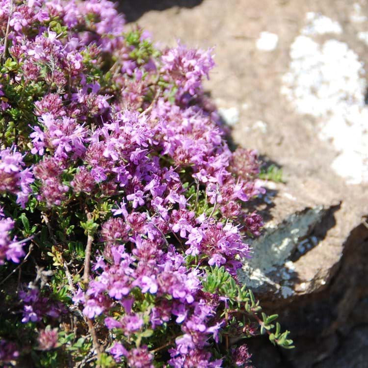 wild flowers cling to rocks on the Law