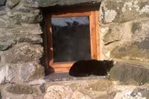 cat napping on the window sill