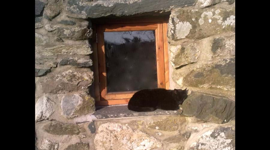 cat napping on the window sill