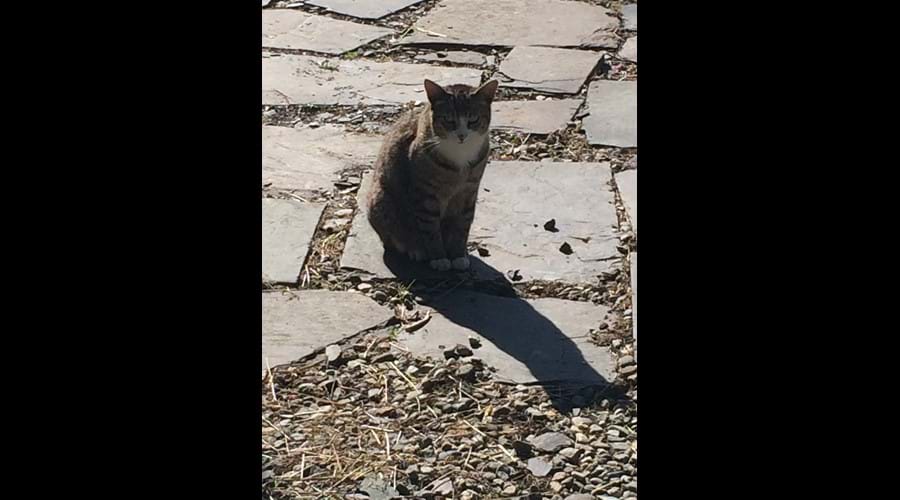 He will probably be sitting on the doorstep wanting to be invited in to say hello !