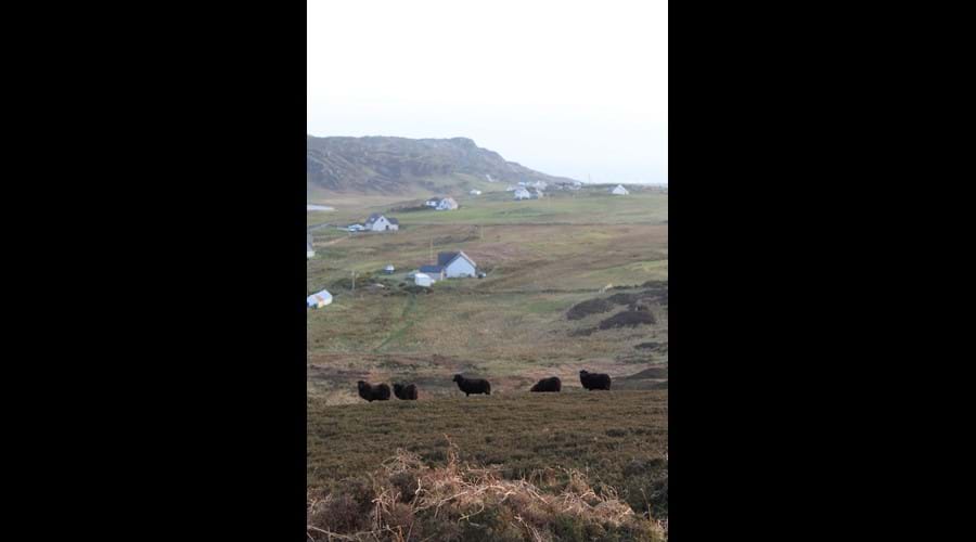 Hebridean black sheep