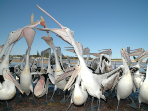 Pelican Feeding at The Entrance