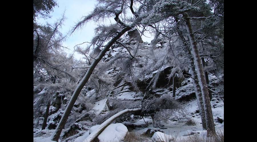 trees and rocks covered in snow